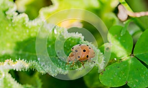 Macro shot of a gourd ladybird squirting cucumber vegetation