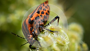 Macro shot graphosoma