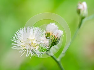 Macro shot of the grass flower