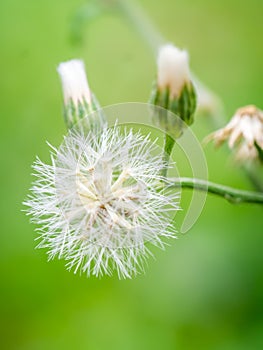 Macro shot of the grass flower