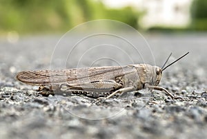 macro shot of a grasshoper with background defocused photo