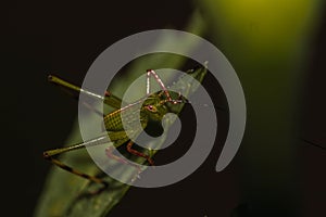 Macro shot of a grasshopper on a green leaf