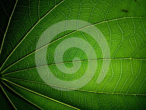 Macro shot of a green butterfly leaf