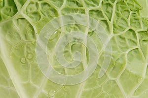 Macro shot of green cabbage leaf with water drops