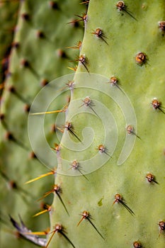 Extreme closeup of cow`s tongue prickly pear cactus or lengua de vaca cactus photo