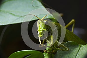 Macro shot of a green cricket between leaves