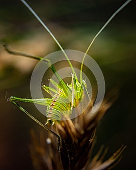 Macro shot of a green cricket with long antennae on a plant.