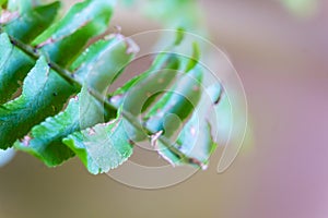 Macro shot of green fern leaves over blurred background