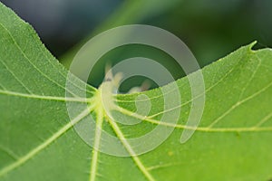 macro shot of a green fig leaf