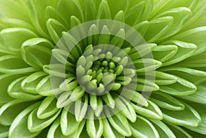 Macro shot of a green flower photo