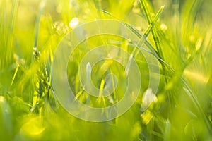 Macro shot green fresh summer lawn grass background. Close up view beautiful fresh grass at the evening sunset. Green grass