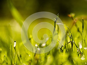 Macro shot of green grass with dew on a sunny day. beautiful green lawn closeup. leaves grass closeup