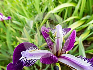 Macro shot of a green grasshopper on a Rocky Mountain iris (Iris montana) purple flower in garden