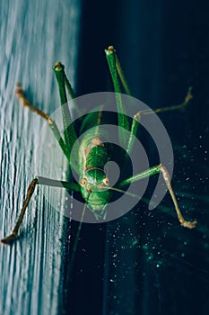 Macro shot of a green grasshopper in vertical