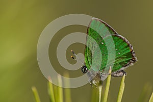 Macro shot of Green hairstreak Callophrys rubi butterfly perched on pine needle. 