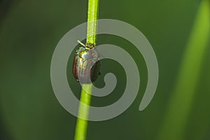 Macro shot of a green jewel bug