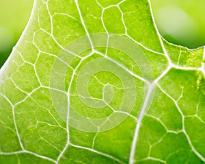 Macro shot of green leaf