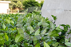 Macro shot of green leave in bushes along with wall against blurry background. nature concept