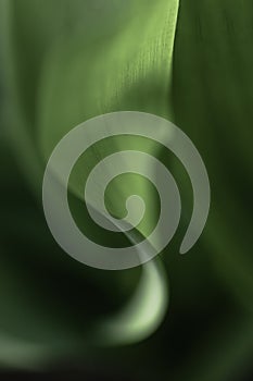 Macro shot of green leaves of lily of the valley. Leaf texture, raindrops