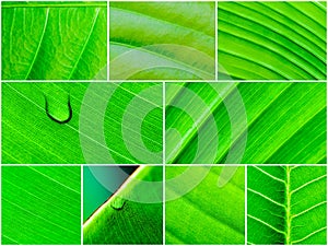 Macro shot of green leaves, nature pattern background