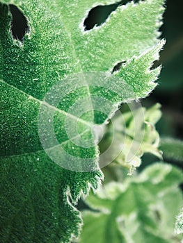 Macro shot of green leaves with white hairs