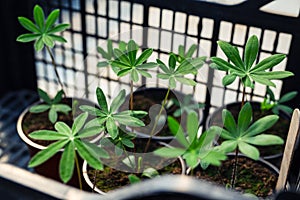 A macro shot of the green leaves of a young lupin plant.