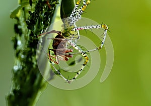 Macro shot of a green lynx spider (Peucetia viridans) eating an insect on the plant