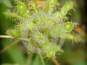 Macro shot of a green Mimosa bashful covered with waterdrops