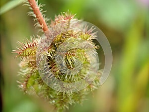Macro shot of a green Mimosa bashful covered with waterdrops