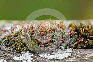 Macro shot of green moss Hypnum cupressiforme with capsules sporangium containing spores photo
