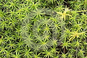 Macro shot of green moss pattern