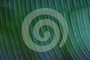 Close up cropped image of banana palm leaf with visible texture structure. Green nature concept background.