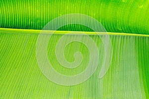 Close up cropped image of banana palm leaf with visible texture structure. Green nature concept background.