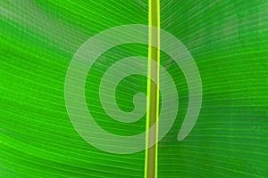 Close up cropped image of banana palm leaf with visible texture structure. Green nature concept background