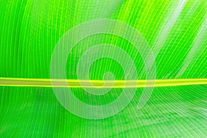 Close up cropped image of banana palm leaf with visible texture structure. Green nature concept background