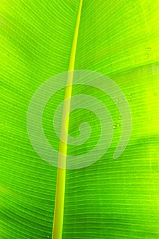 Close up cropped image of banana palm leaf with visible texture structure. Green nature concept background