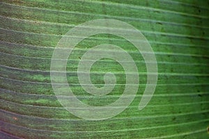 Close up cropped image of banana palm leaf with visible texture structure. Green nature concept background.