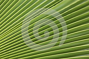 Macro shot of green palm leaf. tropical, abstract, texture, exotic.