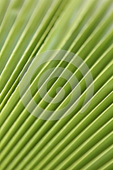 Macro shot of green palm leaf. tropical, abstract, texture, exotic.