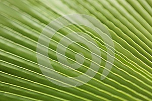 Macro shot of green palm leaf. tropical, abstract, texture, exotic.