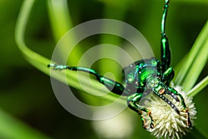 Macro shot of a green Sagra femorata species of beetle on a plant photo