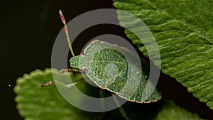 Macro shot of a green shield bug on a leaf