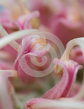 Macro shot of grevillea stamen