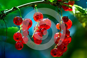 Macro shot of a group of fresh and ripe redcurrants