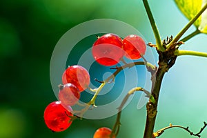 Macro shot of a group of fresh and ripe redcurrants