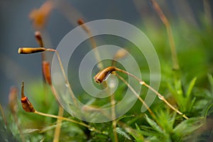 Macro shot of growing moss