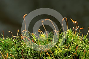 Macro shot of growing moss