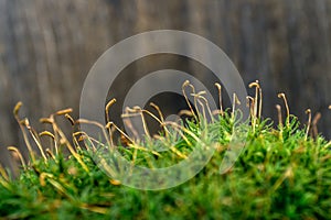 Macro shot of growing moss