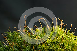 Macro shot of growing moss