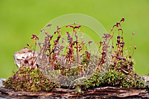 Macro, shot of growing moss